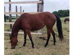 AQHQ 3 Year Old Bay Filly (on application)