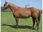 2016, 15.2H. AQHA Red Roan Gelding