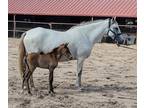2023 Azteca gray filly 3/4 Andalusian