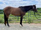 Youth Suitable OTTB Mare