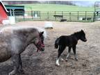 Miniature Filly - Falabella Blend Toyland Zodiac Bloodlines