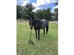 Get noticed riding a beautiful blue roan with an awesome personality that is for