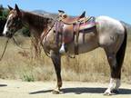 15.2 Hand 7 Year Old Roan Gelding