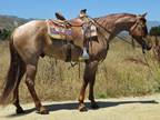 8 Year Old 15.1 Hand Red Roan Gelding