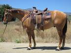 5 Year Old 14.3 Hand Dun Gelding