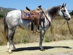 7 Year Old 14.2 Hand Gray Mare ***Video***