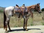 4 Year Old 15.2 Red Roan Gelding