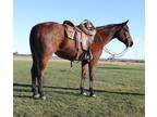 Gorgeous Bay Gelding that is Broke, Broke, Broke For Sale