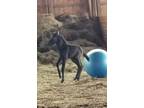 Blue Roan Quarter Horse Filly