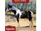 Apache~Super Flashy & Smooth*Gentle Family/Trail Spotted Saddle Horse