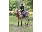 Buckskin Mare Kid friendly! Sweetest girl ever! Not Mareish.