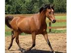 Kind Little 3 Yr Old Arabian Gelding