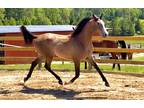 Tall Flashy 2 Yr. Old Arabian Gelding