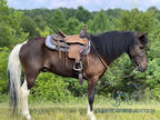  [url removed] SPOTTED GAITED PONY