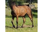 In your pocket yearling Pintabian filly