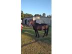 Rocky mt. Horse For Sale