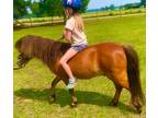 Broke to ride miniature pony