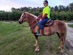 Registered Haflinger Mare