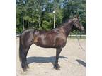 Registered Friesian cross