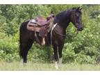  [url removed] BLK WHITE SPOTTED GELDING