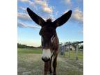 Yearling Mammoth Donkey Gelding