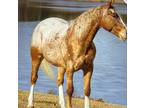 Appaloosa Flashy Gelding Western