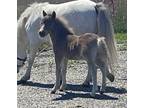 Miniature horse show colt