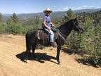 Rocky Mt experienced trail horse