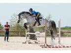 Super Outstanding Quality Eventer/ Showjumper