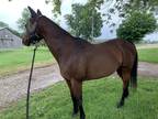 Registered Thoroughbred mare