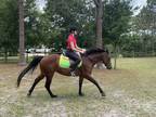 Quarter Horse Mare For Lease