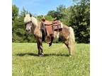 Beautiful Gentle & Safe Chocolate Dappled Kid Safe Pony