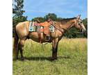 Beautiful Buckskin Gentle & Easy Going Trail Riding & Ranch Horse