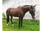 Beautiful Bay Gelding Available for Lease