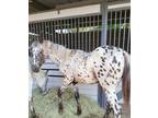 Appaloosa/Tennesse Walker Stallion