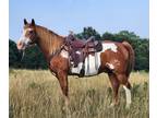 Head & Heel Rope Horse