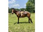 Diego???? Gaited Bay gelding approx 15yo * Picks up all four feet and stands for