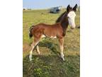 Clydesdale Paint Filly