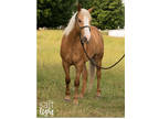 Quarter horse Palomino