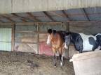 Registered paint gelding 5 years old