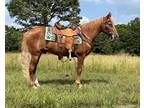 Beautiful Gentle & Safe Chestnut Paso Fino Trail Riding Gelding