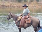 Quarter Horse Grulla Gelding