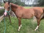 Quality Bred Flashy Arabian Mare