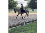 Beautiful Buckskin Mare