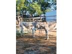 Group of BLM Burros for adoption