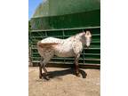 Appy mare for adoption