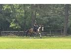 Sweet easy gelding for dressage or eventing. Smooth canter and great attitude.