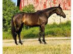 16.1h 2017 dark bay ottb mare in foal to Kaiman: gorgeous, balanced