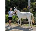 Spotted yearling saddle Mule from a gaited mare