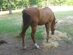 Registered Arabian/Standardbred cross. Beautiful looks and movement.